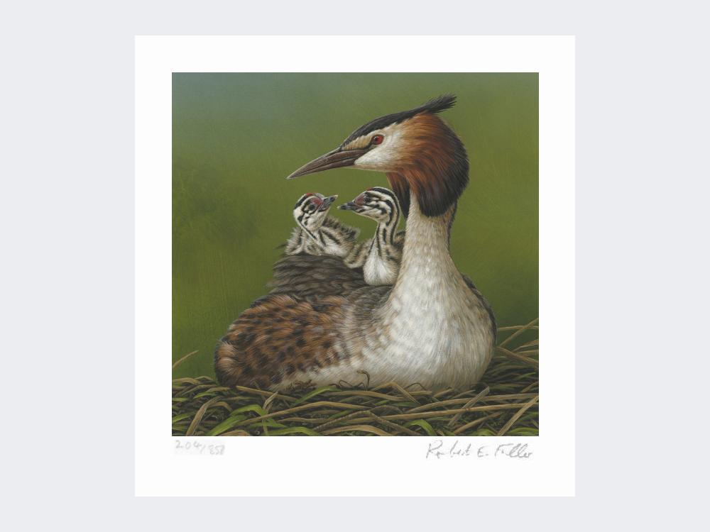 Great-Crested-Grebe-and-Chicks-Print-Loose-Print-Only