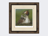 Great-Crested-Grebe-and-Chicks-Print-Medium-Dark-Grey-Burr