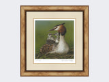 Great-Crested-Grebe-and-Chicks-Print-Medium-Light-Burr