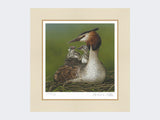 Great-Crested-Grebe-and-Chicks-Print-Mounted-Print-Only