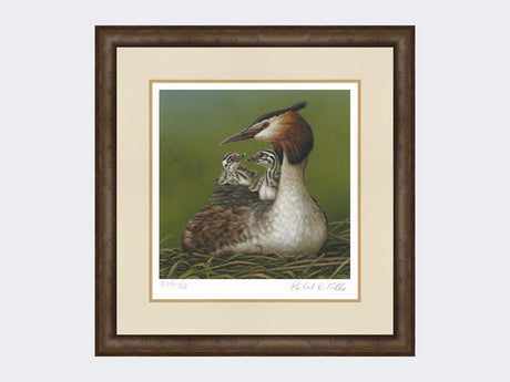 Great-Crested-Grebe-and-Chicks-Print-Small-Dark-Grey-Burr