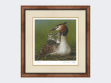 Great-Crested-Grebe-and-Chicks-Print-Small-Walnut-Burr