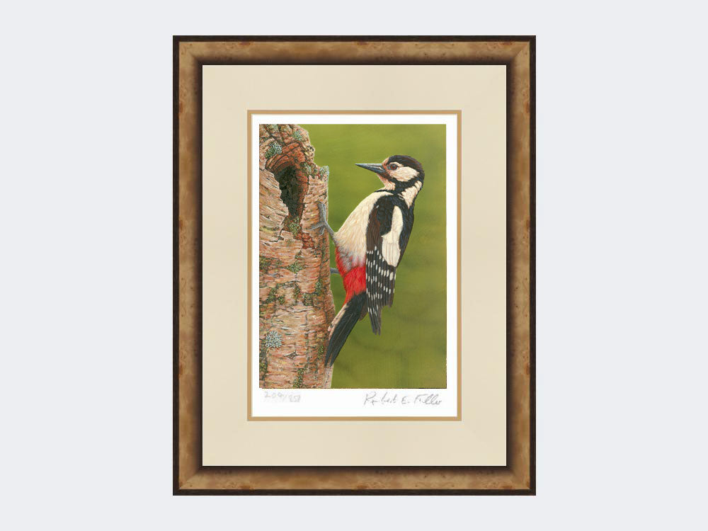 Great Spotted Woodpecker on Silver Birch | Limited Edition Art Print