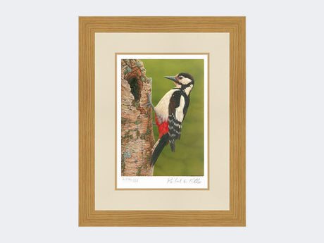 Great Spotted Woodpecker on Silver Birch | Limited Edition Art Print