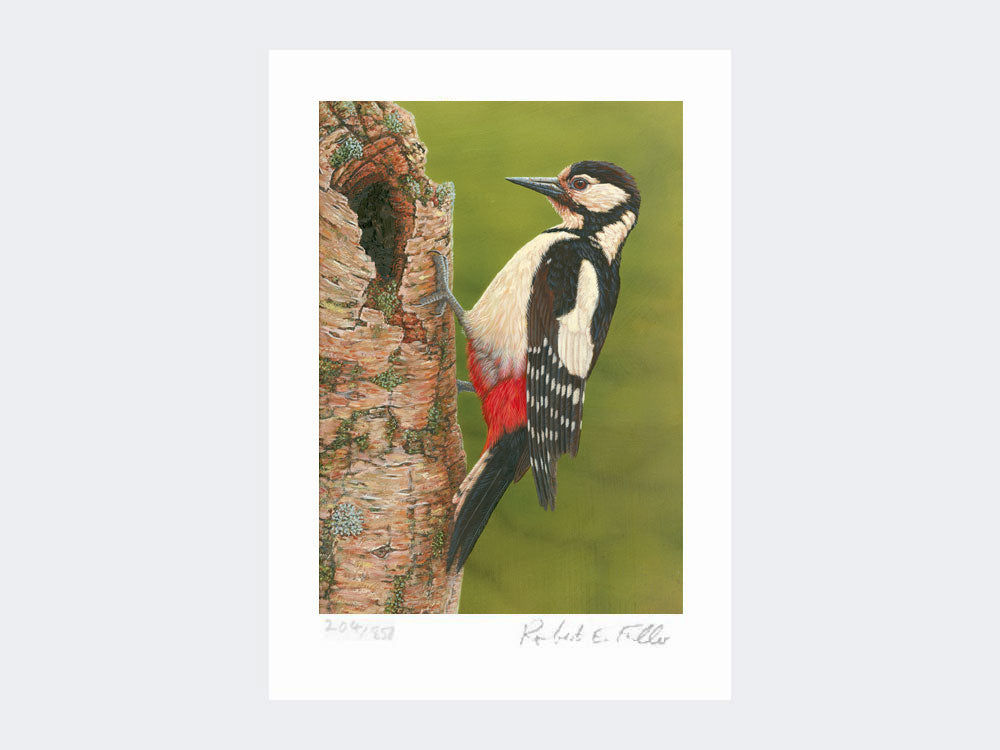 Great Spotted Woodpecker on Silver Birch | Limited Edition Art Print