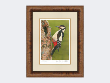 Great Spotted Woodpecker on Silver Birch | Limited Edition Art Print