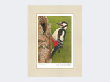 Great Spotted Woodpecker on Silver Birch | Limited Edition Art Print