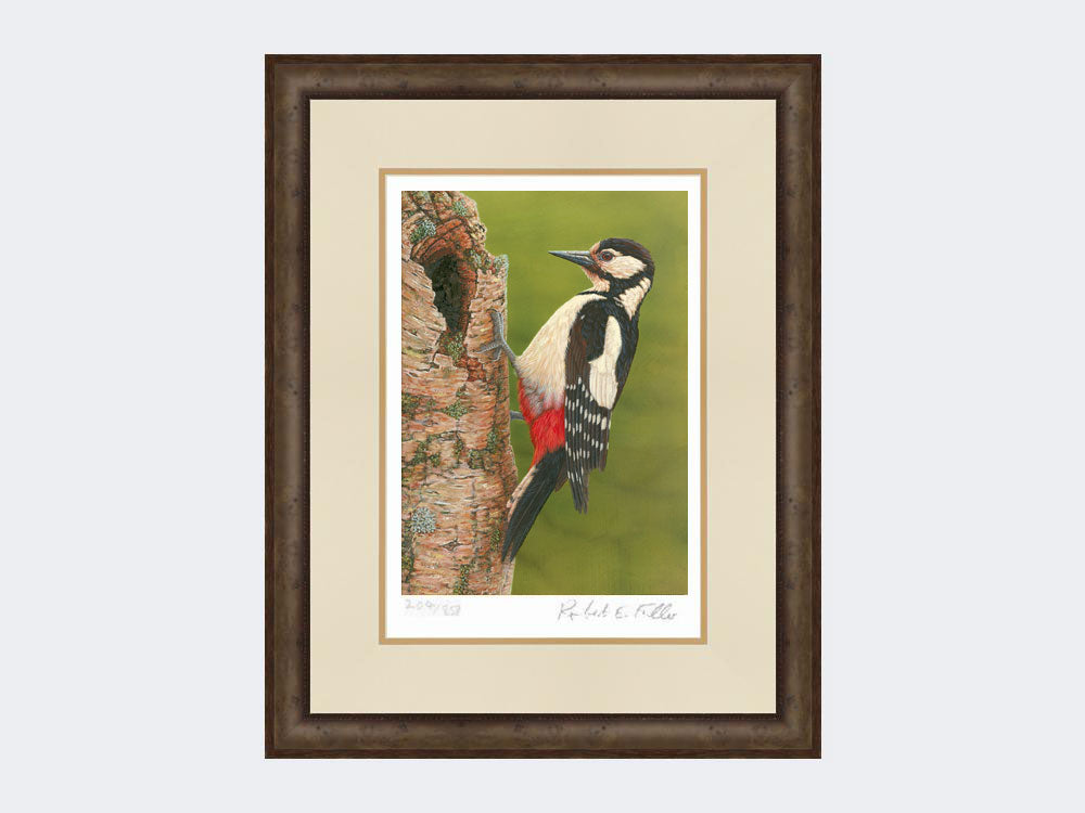 Great Spotted Woodpecker on Silver Birch | Limited Edition Art Print