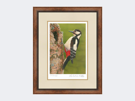 Great Spotted Woodpecker on Silver Birch | Limited Edition Art Print