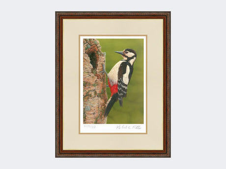 Great Spotted Woodpecker on Silver Birch | Limited Edition Art Print