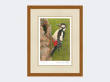 Great Spotted Woodpecker on Silver Birch | Limited Edition Art Print