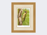 Green-Woodpecker-in-Silver-Birch-Print-Light-Oak