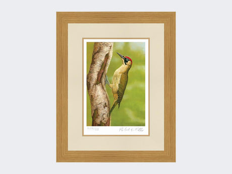 Green-Woodpecker-in-Silver-Birch-Print-Light-Oak