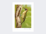 Green-Woodpecker-in-Silver-Birch-Print-Loose-Print-Only