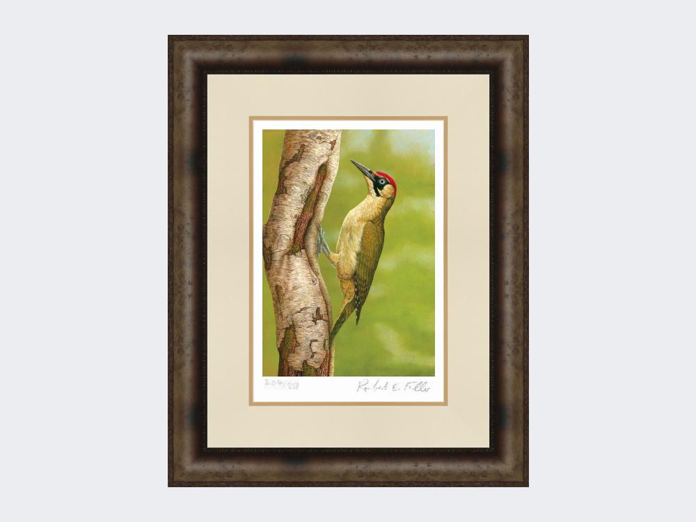 Green-Woodpecker-in-Silver-Birch-Print-Medium-Dark-Grey-Burr