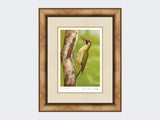 Green-Woodpecker-in-Silver-Birch-Print-Medium-Light-Burr