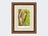 Green-Woodpecker-in-Silver-Birch-Print-Medium-Walnut-Burr