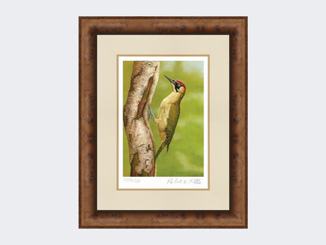 Green-Woodpecker-in-Silver-Birch-Print-Medium-Walnut-Burr