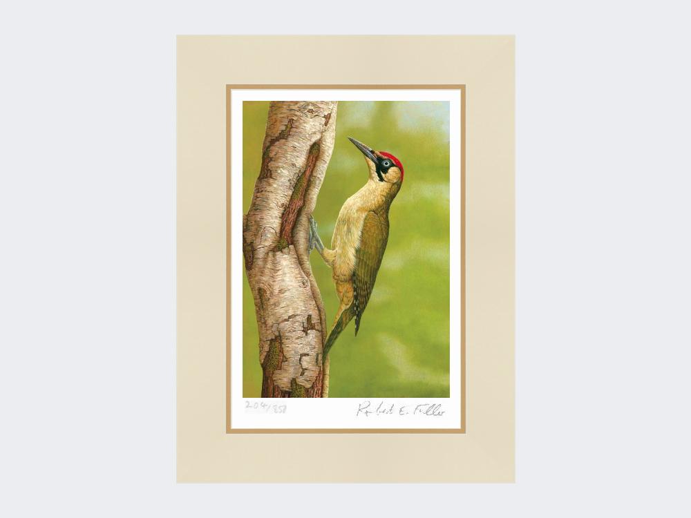 Green-Woodpecker-in-Silver-Birch-Print-Mounted-Print-Only