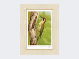 Green-Woodpecker-in-Silver-Birch-Print-Mounted-Print-Only