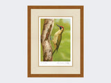 Green-Woodpecker-in-Silver-Birch-Print-Rustic-Country