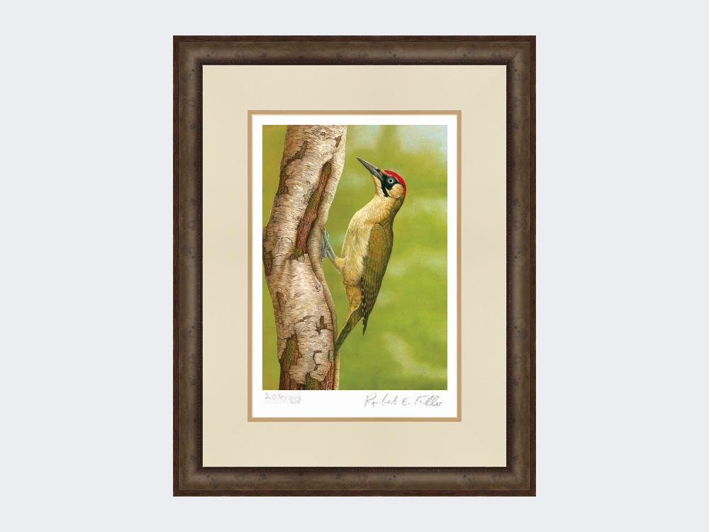 Green-Woodpecker-in-Silver-Birch-Print-Small-Dark-Grey-Burr