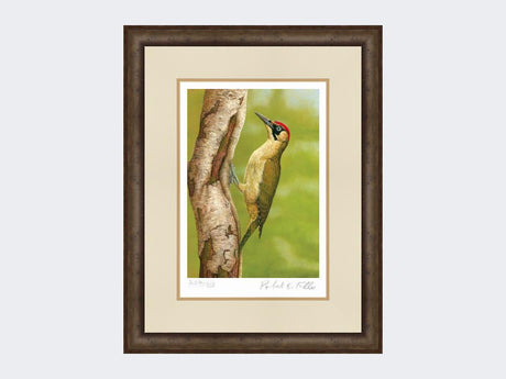 Green-Woodpecker-in-Silver-Birch-Print-Small-Dark-Grey-Burr