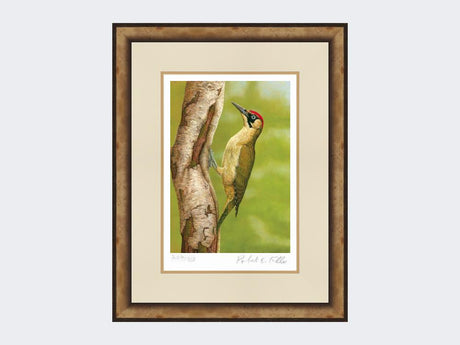 Green-Woodpecker-in-Silver-Birch-Print-Small-Light-Burr