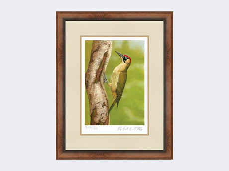 Green-Woodpecker-in-Silver-Birch-Print-Small-Walnut-Burr