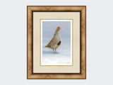 Grey-Partridge-Christmas-Calling-Print-Medium-Light-Burr