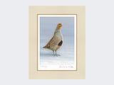 Grey-Partridge-Christmas-Calling-Print-Mounted-Print-Only