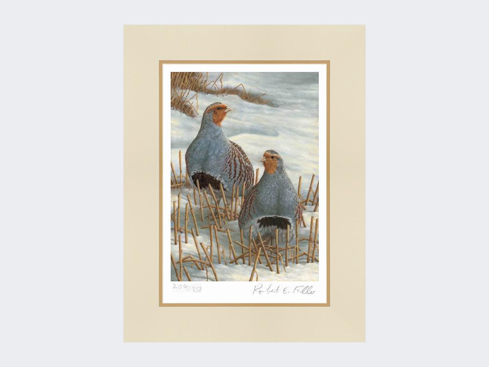 Greys-on-Winter-Stubble-Print-Mounted-Print-Only