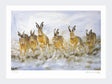 Hare-Today-loose-Print-only