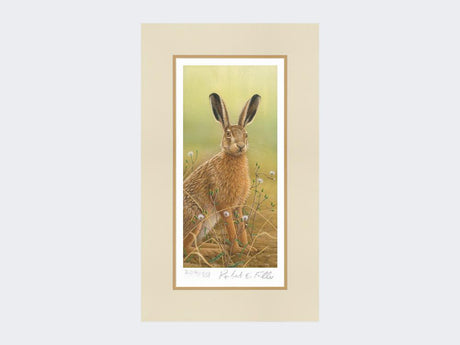 Hare-in-Mayweed-Print-Mounted-Print-Only