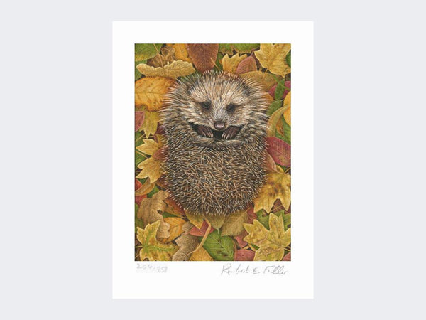 Hedgehog in Autumn Leaves | Limited Edition Art Print