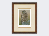 Inquisitive-Little-Owl-Print-Harvest-Twist