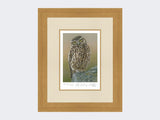 Inquisitive-Little-Owl-Print-Light-Oak