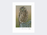 Inquisitive-Little-Owl-Print-Loose-Print-Only