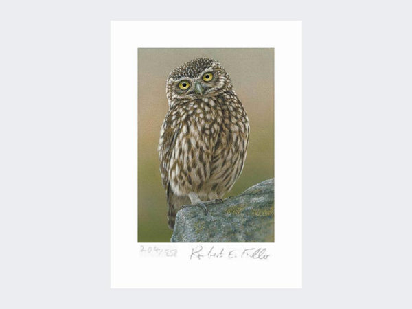 Inquisitive Little Owl | Limited Edition Art Print