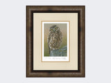 Inquisitive-Little-Owl-Print-Medium-Dark-Grey-Burr