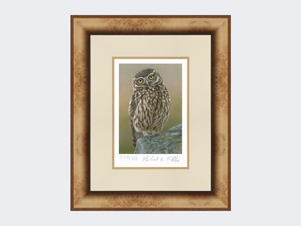 Inquisitive-Little-Owl-Print-Medium-Light-Burr