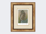 Inquisitive-Little-Owl-Print-Medium-Light-Burr