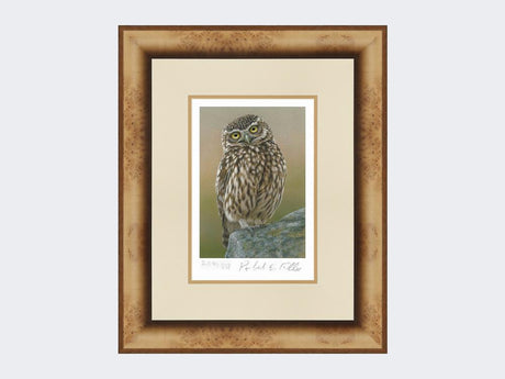 Inquisitive-Little-Owl-Print-Medium-Light-Burr