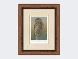 Inquisitive-Little-Owl-Print-Medium-Walnut-Burr