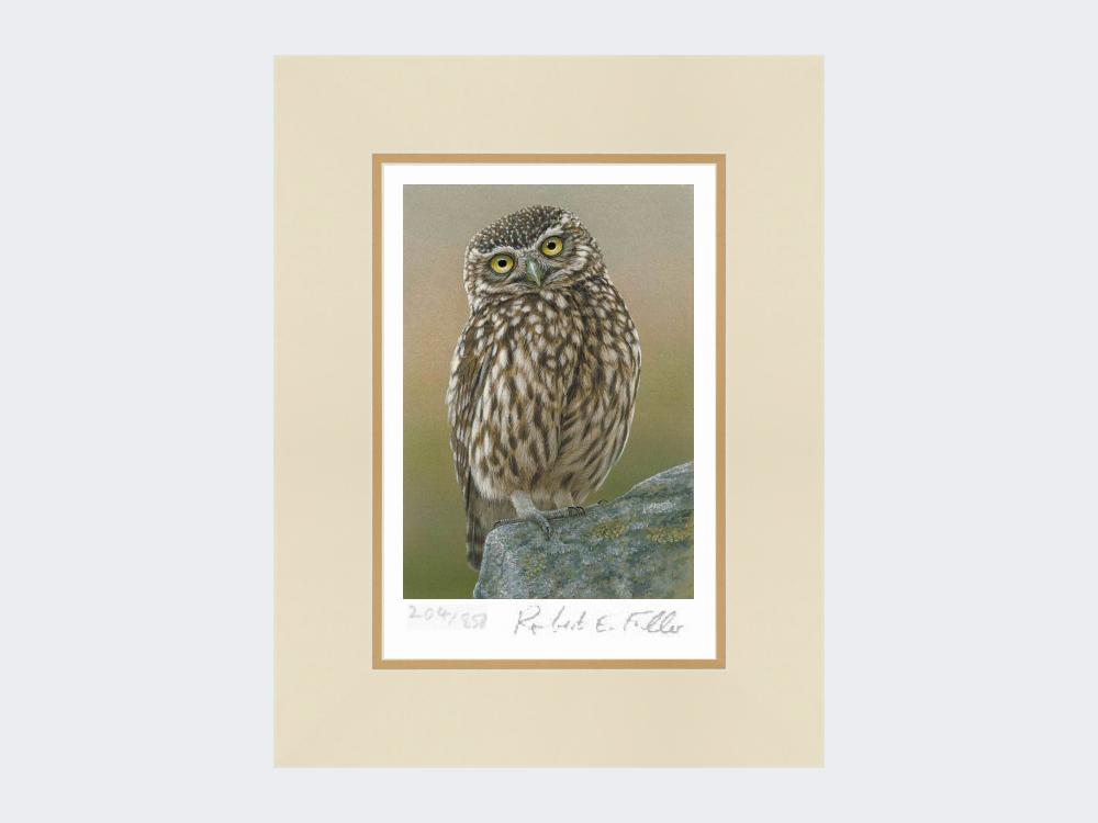 Inquisitive-Little-Owl-Print-Mounted-Print-Only