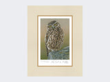 Inquisitive-Little-Owl-Print-Mounted-Print-Only