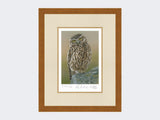 Inquisitive-Little-Owl-Print-Rustic-Country