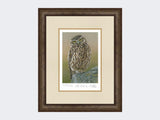 Inquisitive-Little-Owl-Print-Small-Dark-Grey-Burr