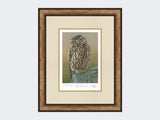 Inquisitive-Little-Owl-Print-Small-Light-Burr