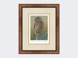 Inquisitive-Little-Owl-Print-Small-Walnut-Burr